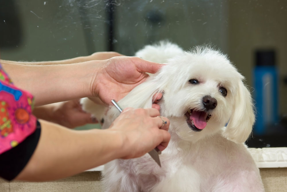 Top 5 Pet Insurance Providers for Dogs in 2024