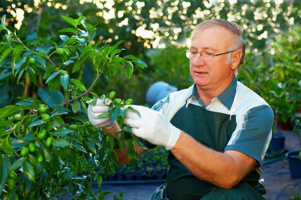 Essential Tree Maintenance Tips for Passionate Gardeners