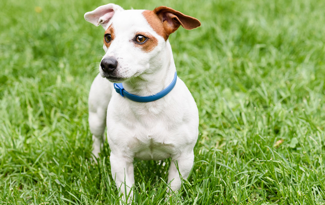 The Best 5 Dog Flea Collar Solutions for Effective Pest Prevention and Control
