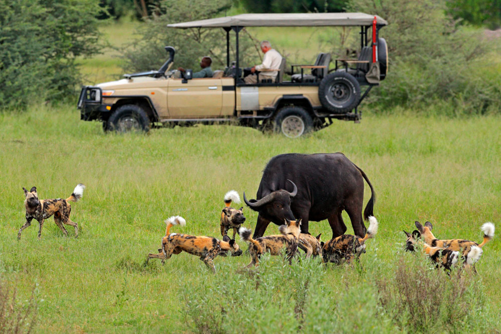 Ultimate Beginner's Guide to Planning an Unforgettable Botswana Safari Adventure