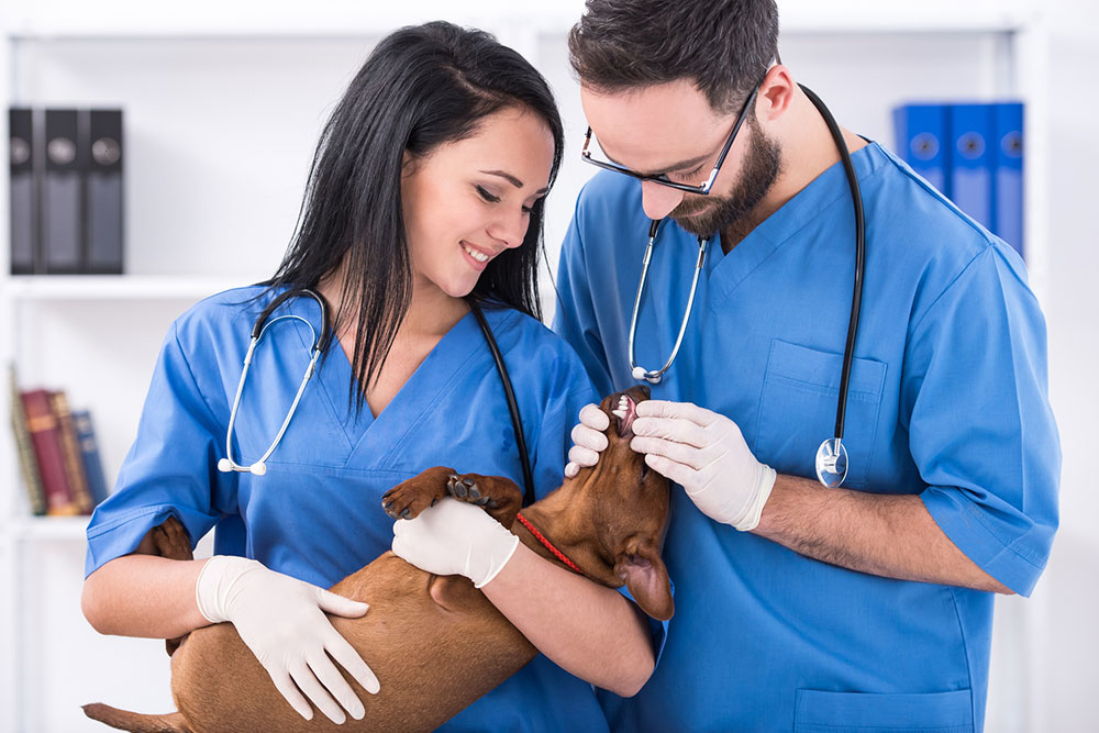 Essential Guide to Recognizing and Managing Food Allergies in Dogs
