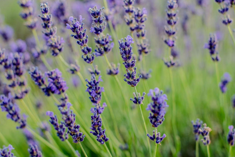 Essential Gardening Tips for Growing Beautiful Lavender Plants