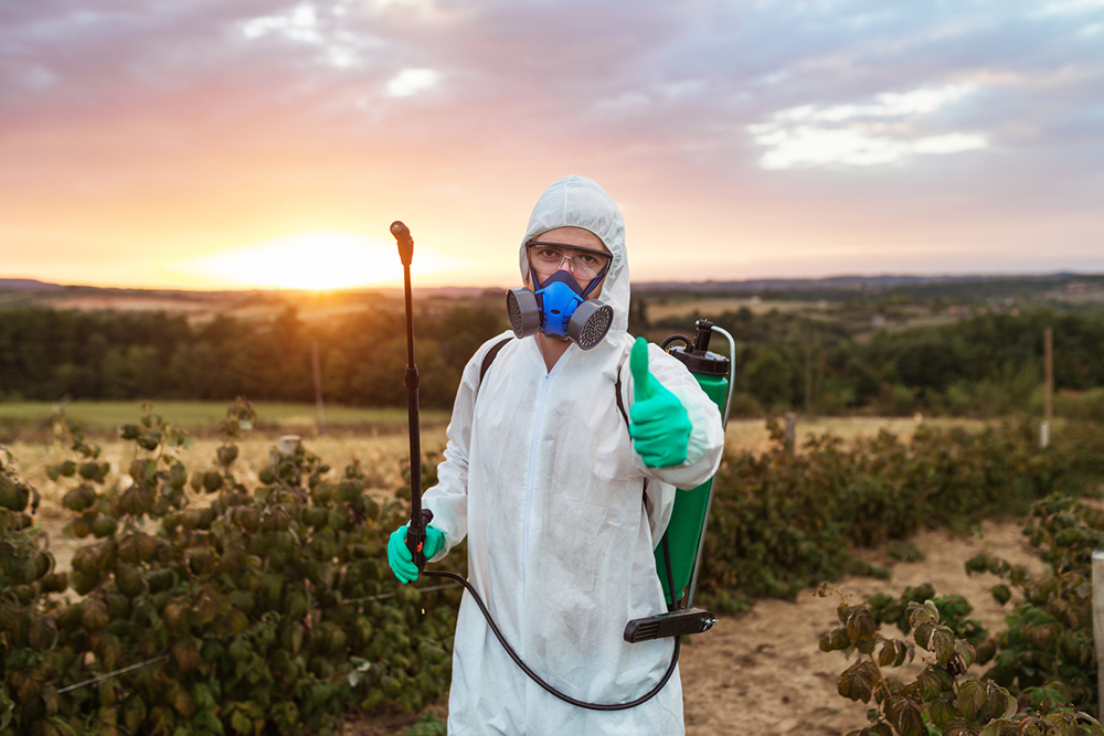 Effective Strategies to Eliminate Maggots Quickly