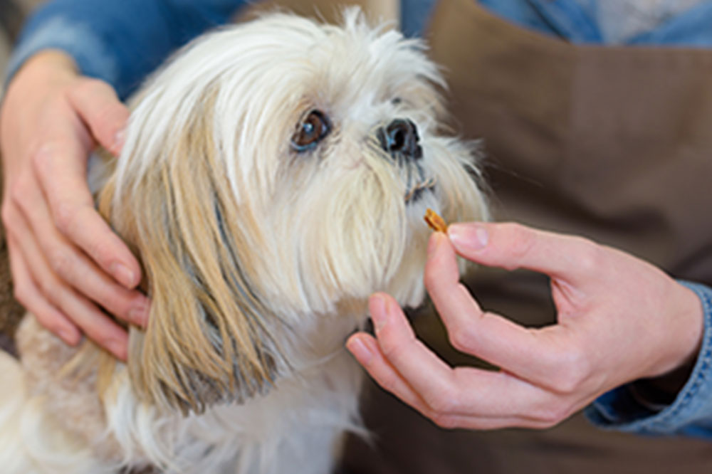 Top 3 Flea Control Tablets for Dogs