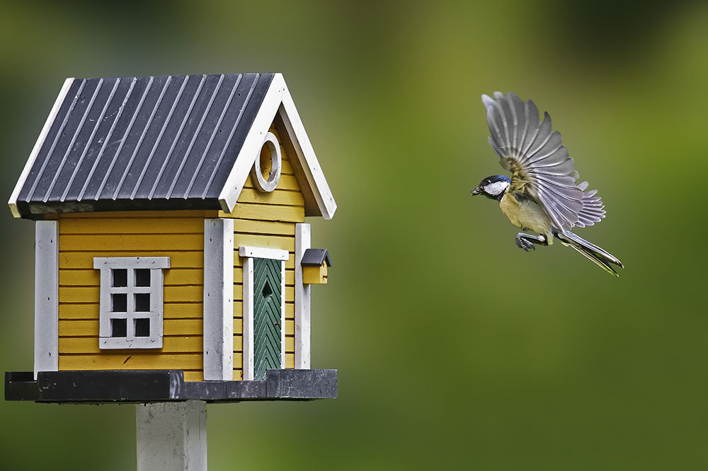 Essential Guide to Selecting and Installing Birdhouses