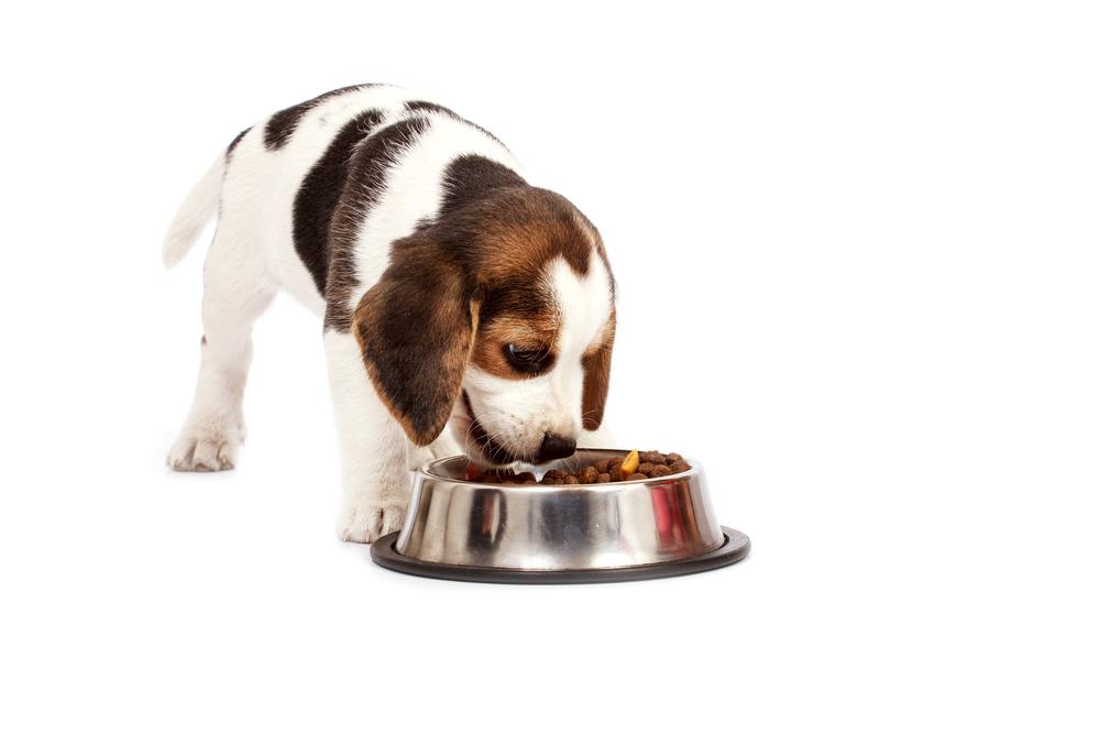 Top Online Platforms for Purchasing Premium Dog Food