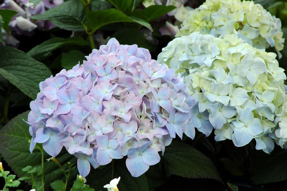 Essential Guide to Planting and Maintaining Hydrangea Shrubs