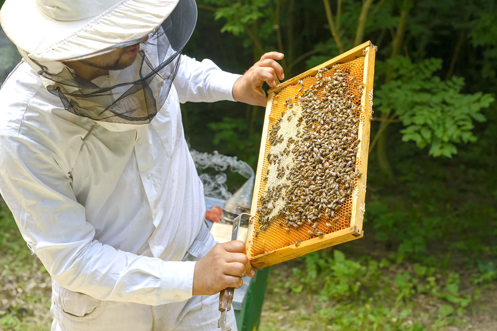 Effective Natural Methods to Eliminate Carpenter Bees