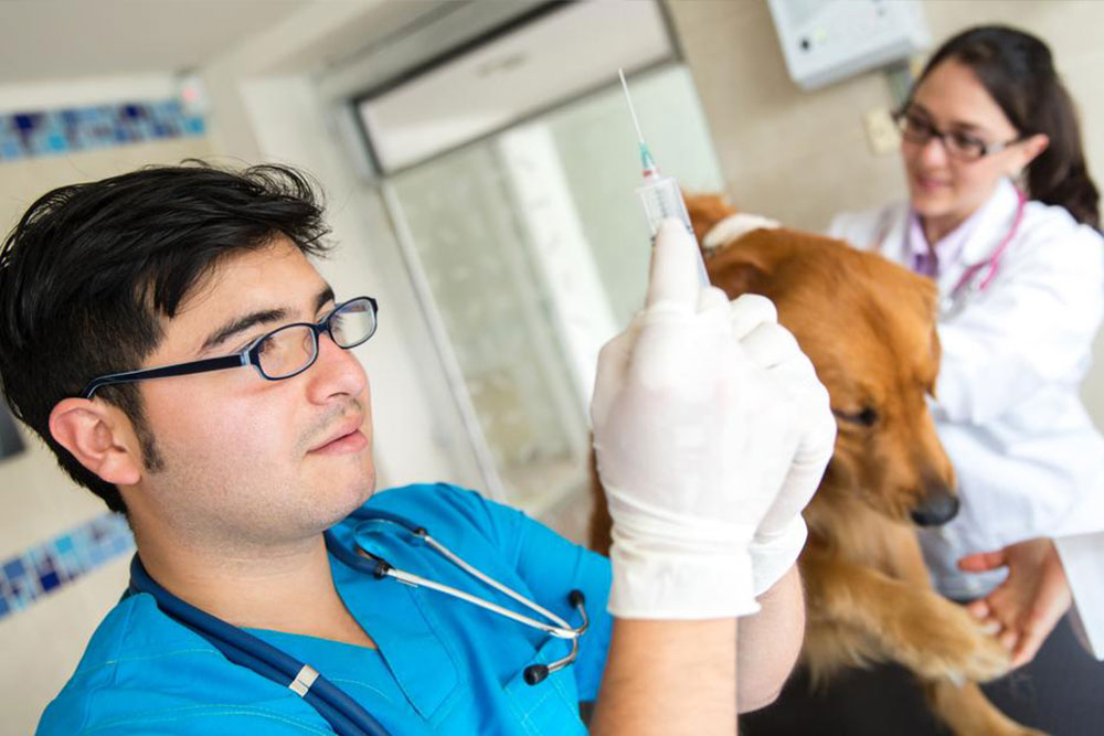 Essential Insights into Canine Hematological Conditions