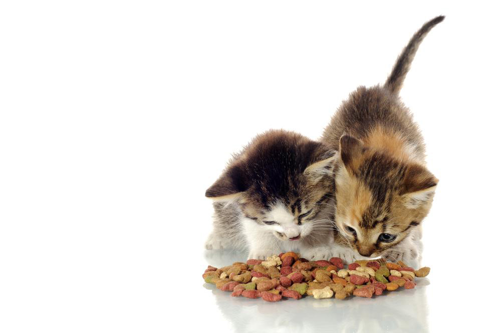 Maximize Pet Nutrition with Discounted Cat Food Coupons