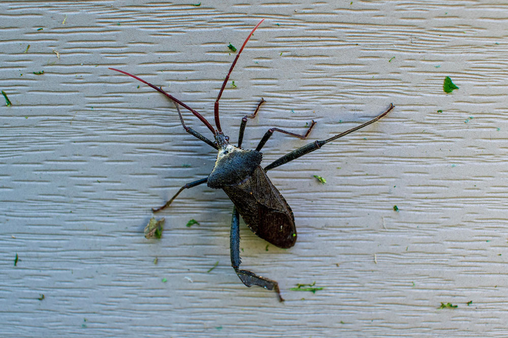 Methods to Recognize Different Pest Types