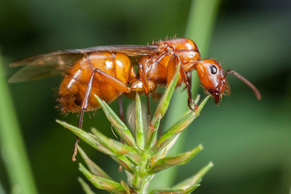 Effective Strategies for Eliminating Fire Ant Infestations