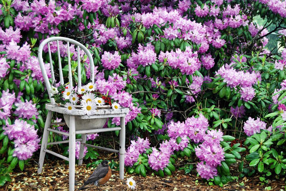 Essential Tips for Pruning Your Azaleas