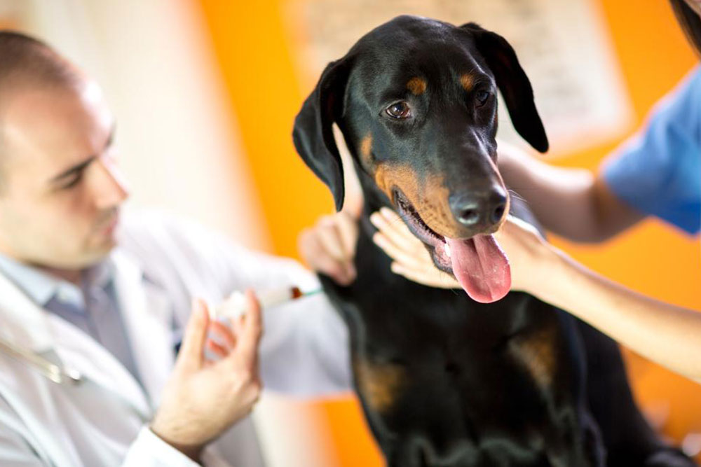 Recognizing Poisoning Symptoms in Dogs