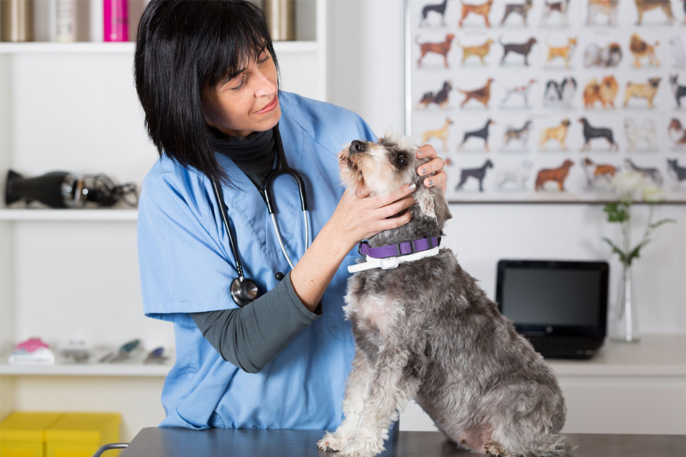 Top 5 Oral Flea and Tick Medications for Dogs