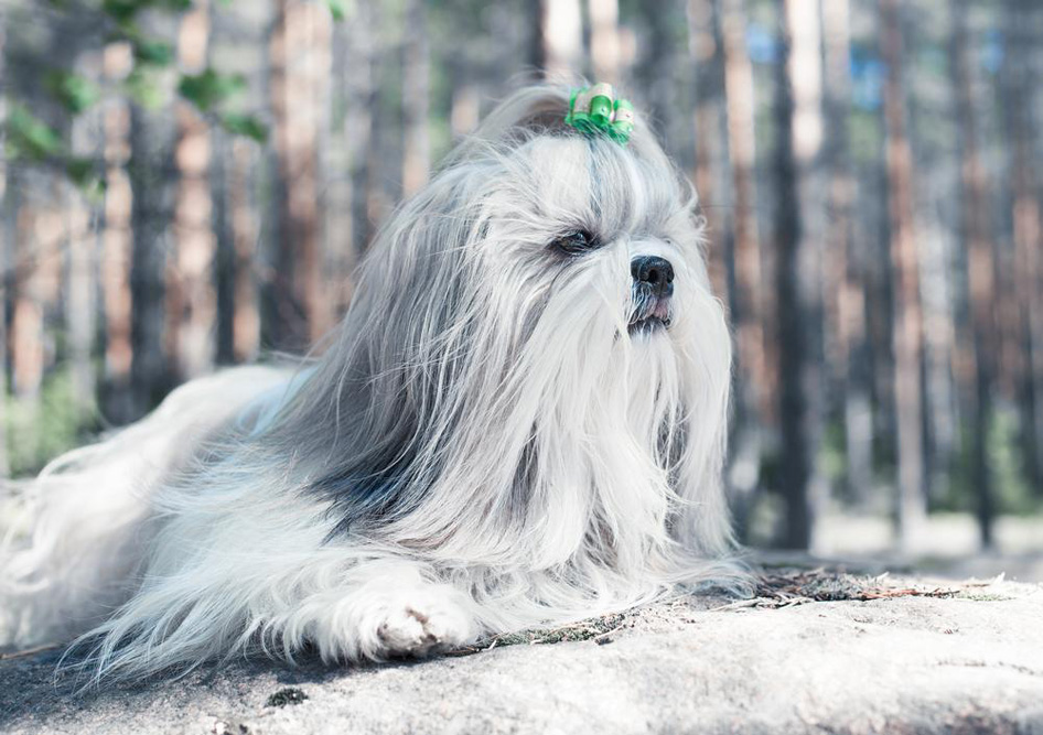Essential Tips for Choosing a Shih Tzu Puppy