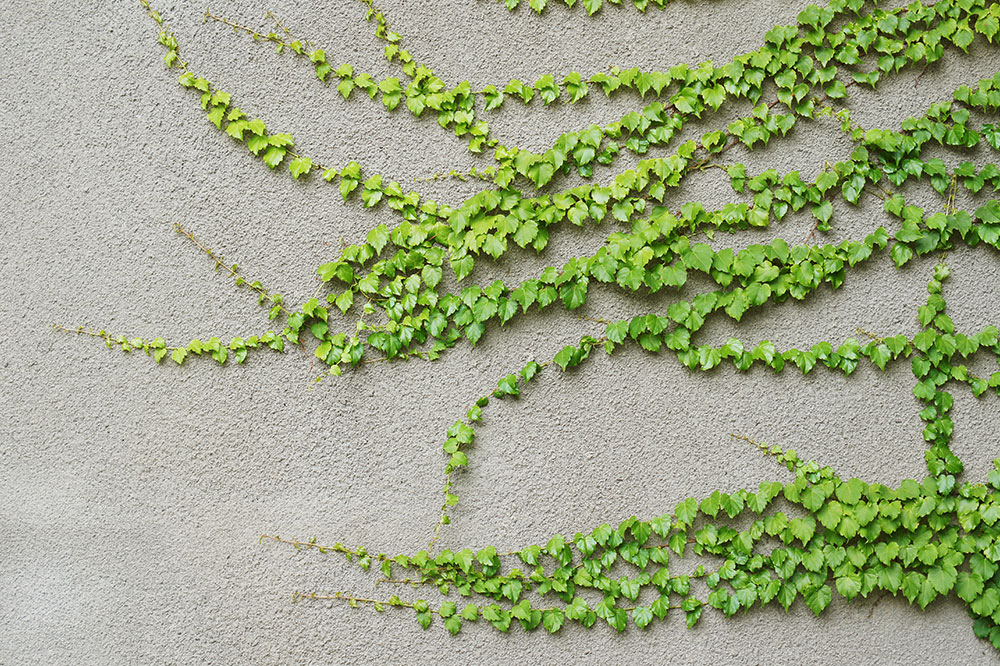 Proven Techniques for Eliminating Creeping Charlie from Your Lawn and Garden