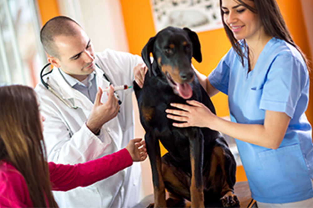Top 3 Effective Dog Flea Remedies and Treatments