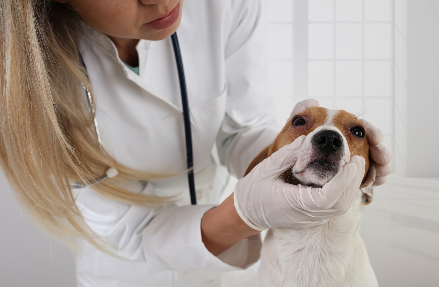 Understanding Canine Allergies: Causes, Symptoms, and Treatment Strategies