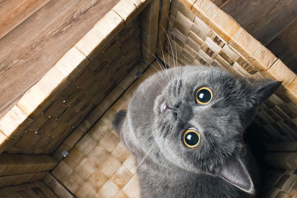Choosing the Ideal Name for Your Pet Cat: 4 Essential Tips