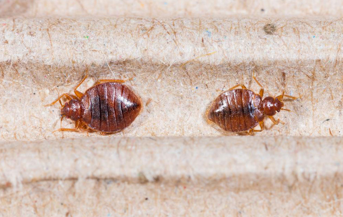 Effective Strategies to Remove Bed Bug Bites and Infestations