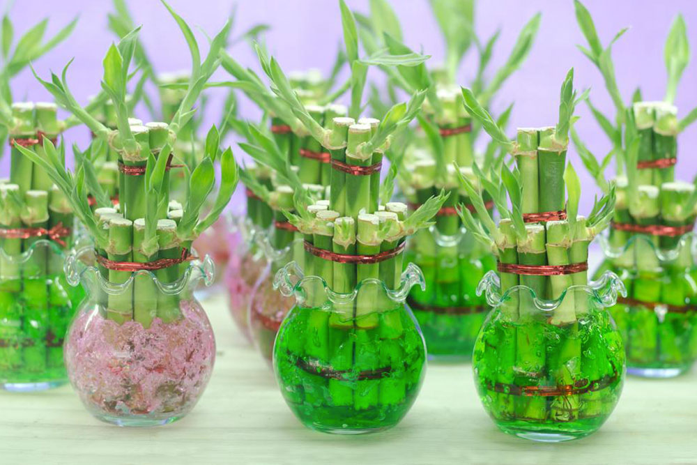 Top Feng Shui Plants to Bring Positive Energy Into Your Home