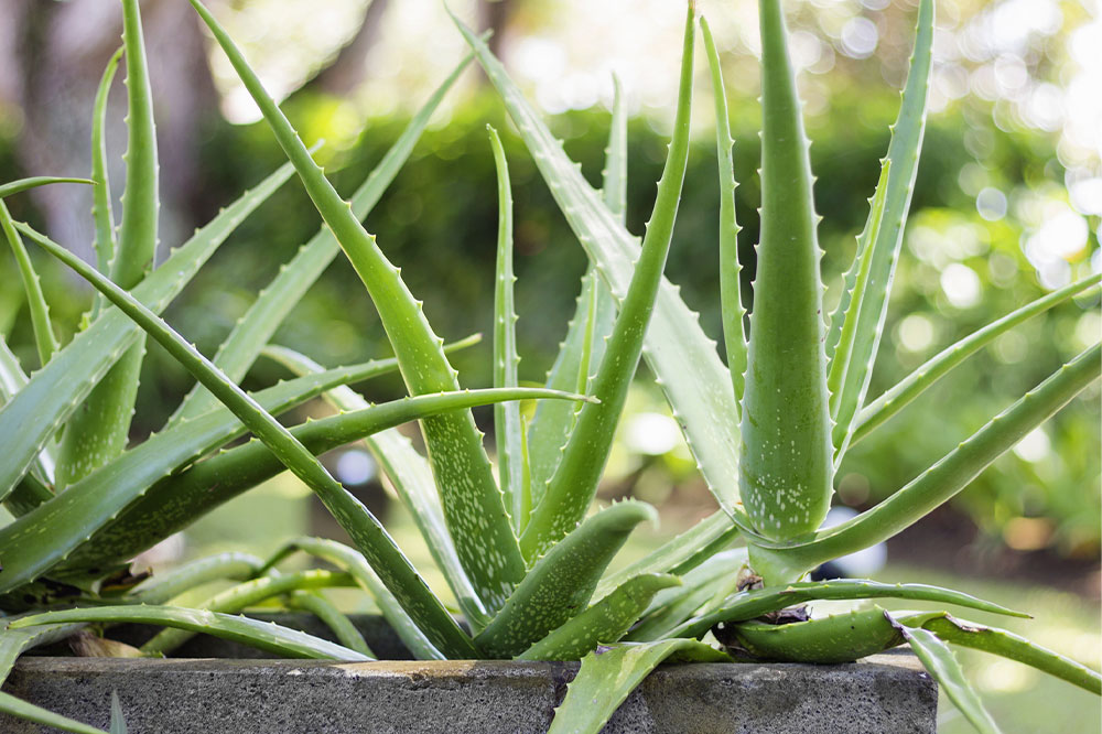 Top 4 Toxic Houseplants That Could Harm Your Pet Dogs and Safe Alternatives