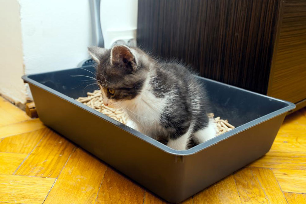 Essential Guide to Selecting the Ideal Cat Litter