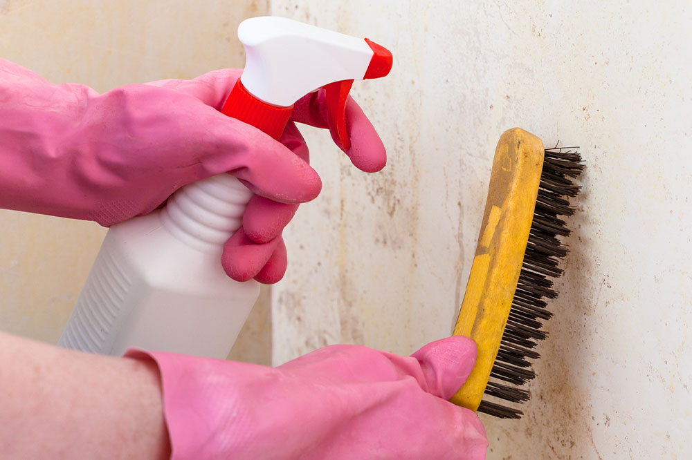 Top-Rated Mold Detection and Removal Solutions for Homes and Businesses