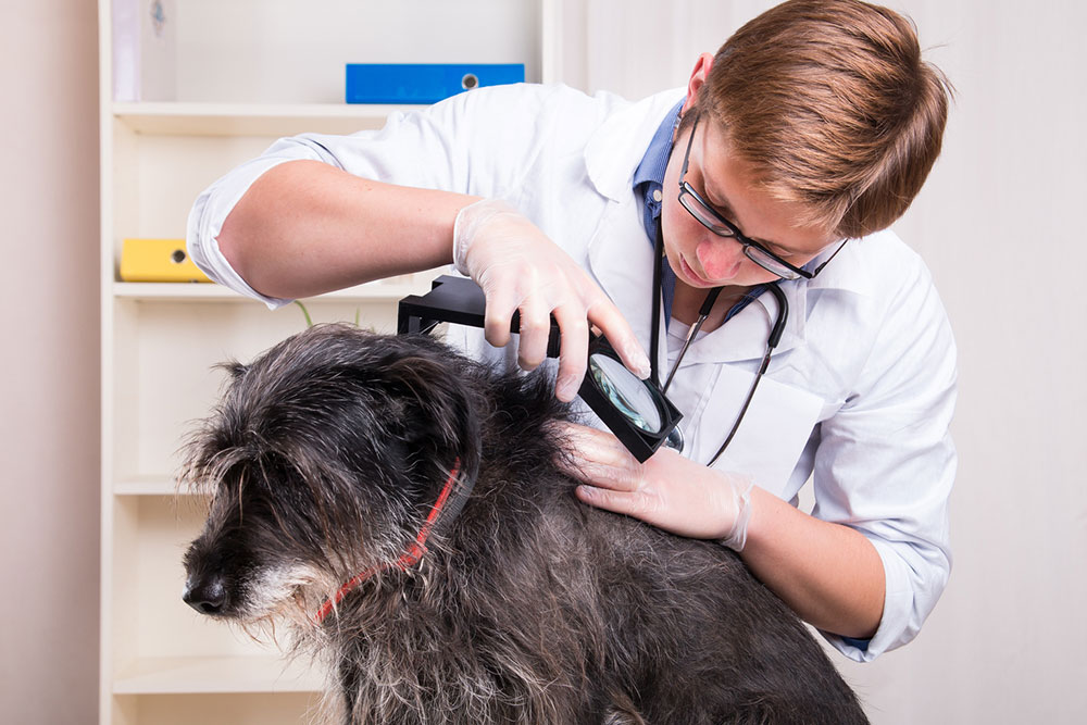 Effective Home Remedies to Control Fleas in Your House