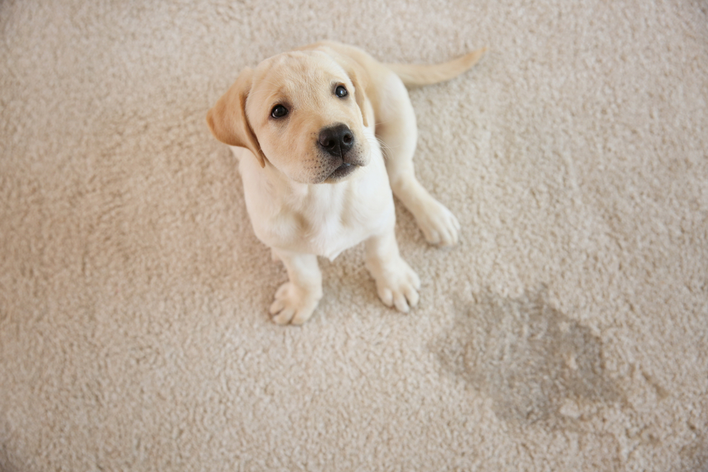 Effective Solutions and Products for Eliminating Pet Stains