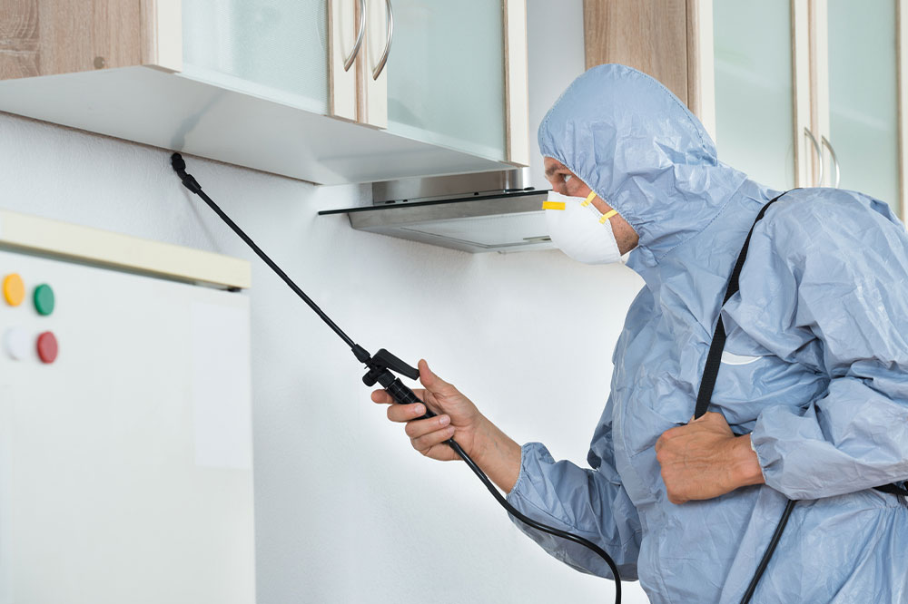 Smart Strategies for Eliminating Bed Bug Problems