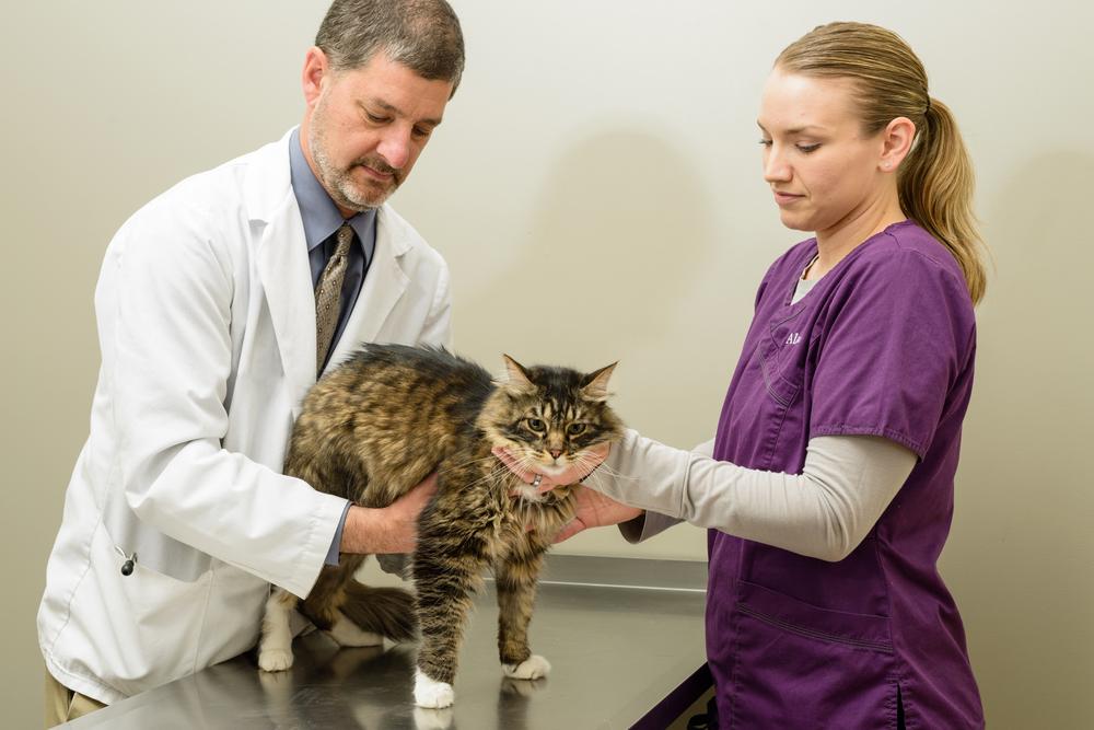 Essential Tips for Selecting the Right Pet Insurance Plan