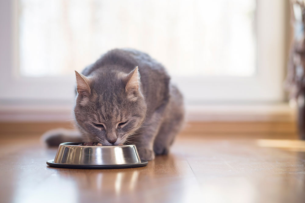 Nutritional Solutions for Cats with Digestive Sensitivities