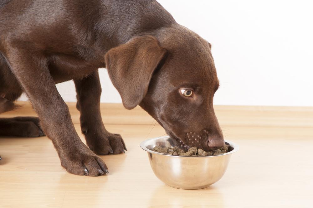 Top Hypoallergenic Dog Foods for All Budgets