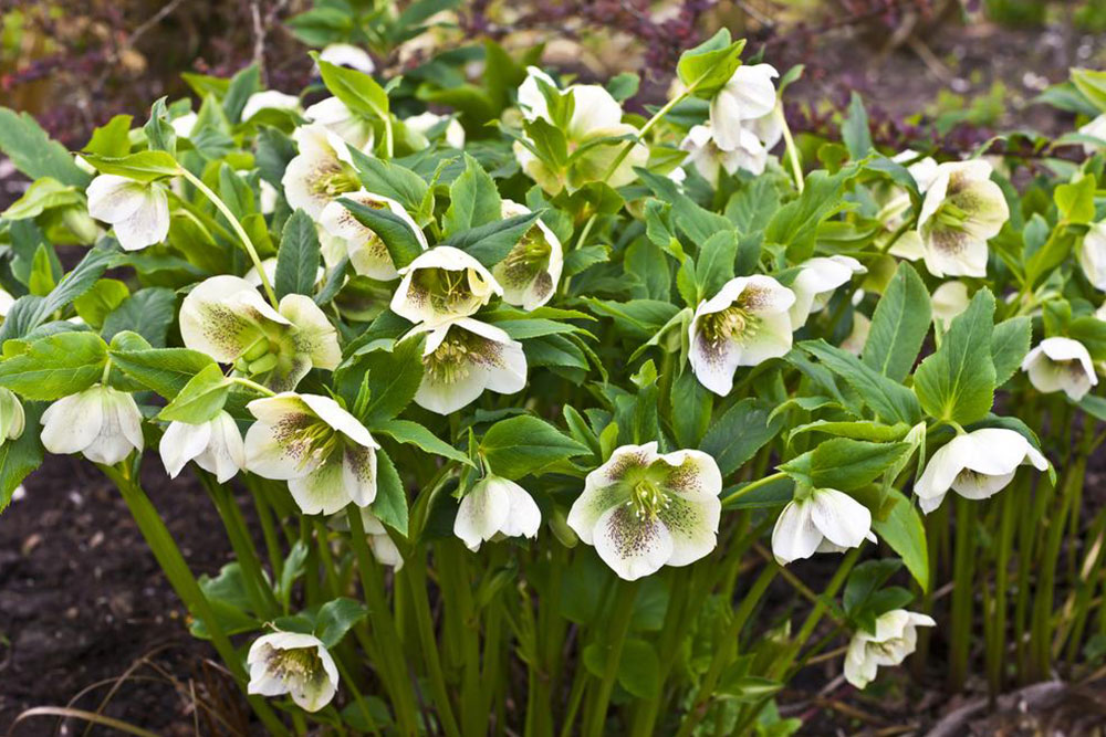 Top 5 Winter Flowers for Stunning Christmas Floral Arrangements