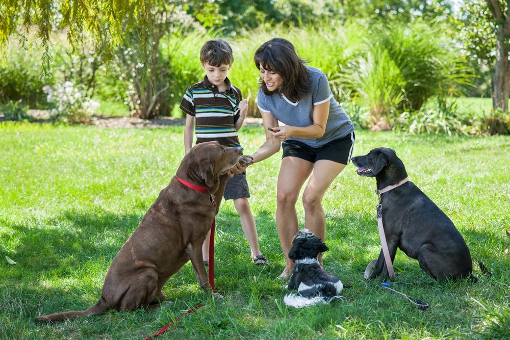 The Ultimate Guide to Selecting the Perfect Dog Treats for Your Furry Friend