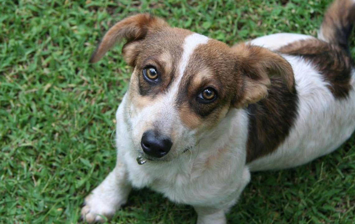 Essential Tips for Successfully Adopting a Puppy