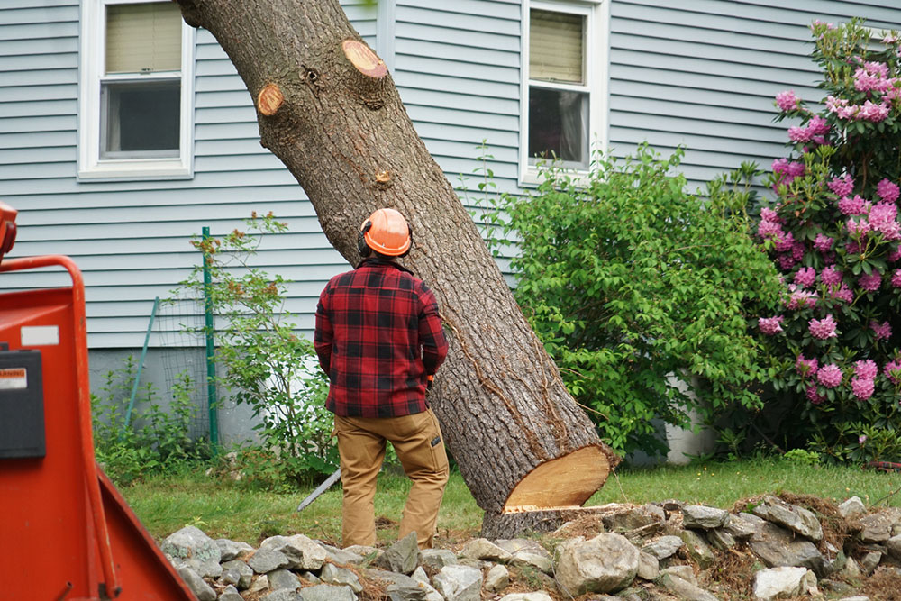 Vital Reasons for Seniors to Hire Professional Tree Care Services
