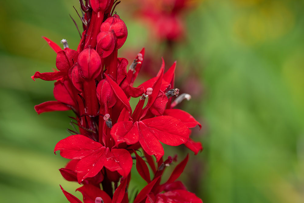 How to Attract Hummingbirds to Your Garden