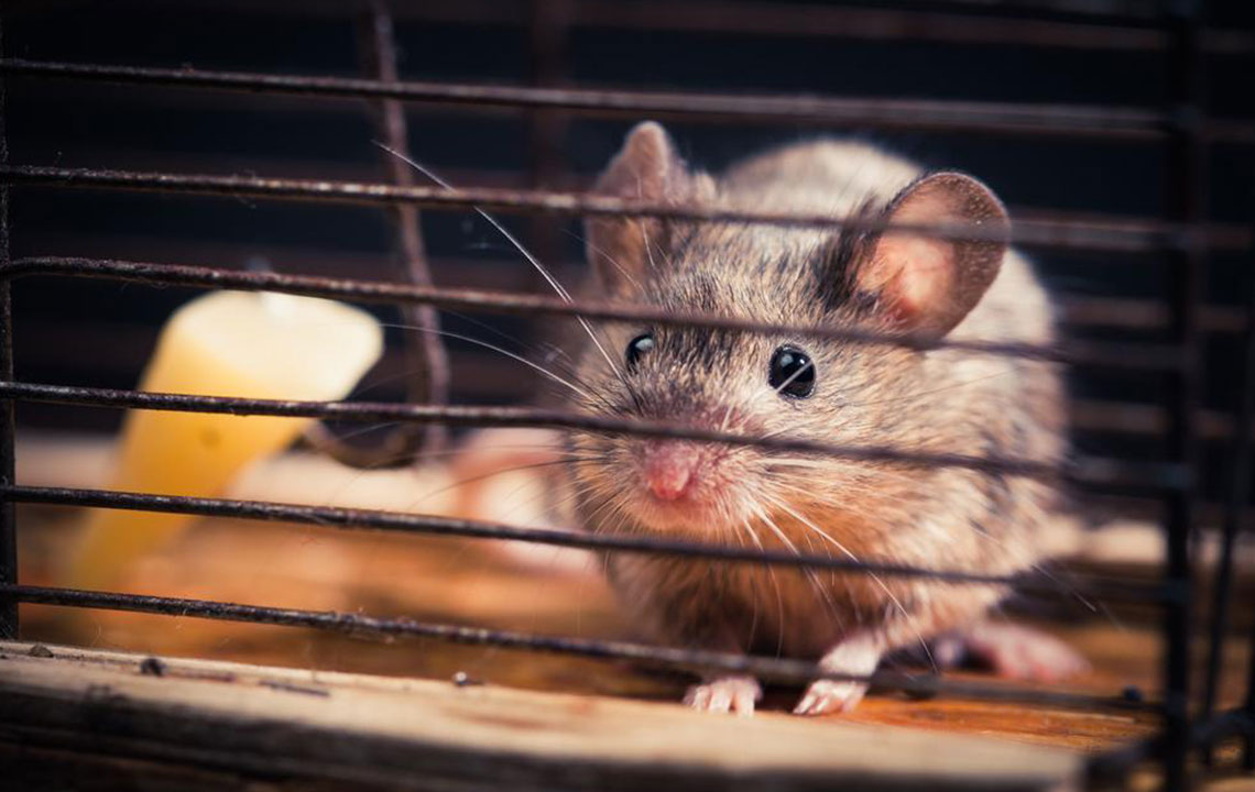 Comprehensive Guide to Hiring a Professional Rodent Control Specialist: Key Questions to Ask