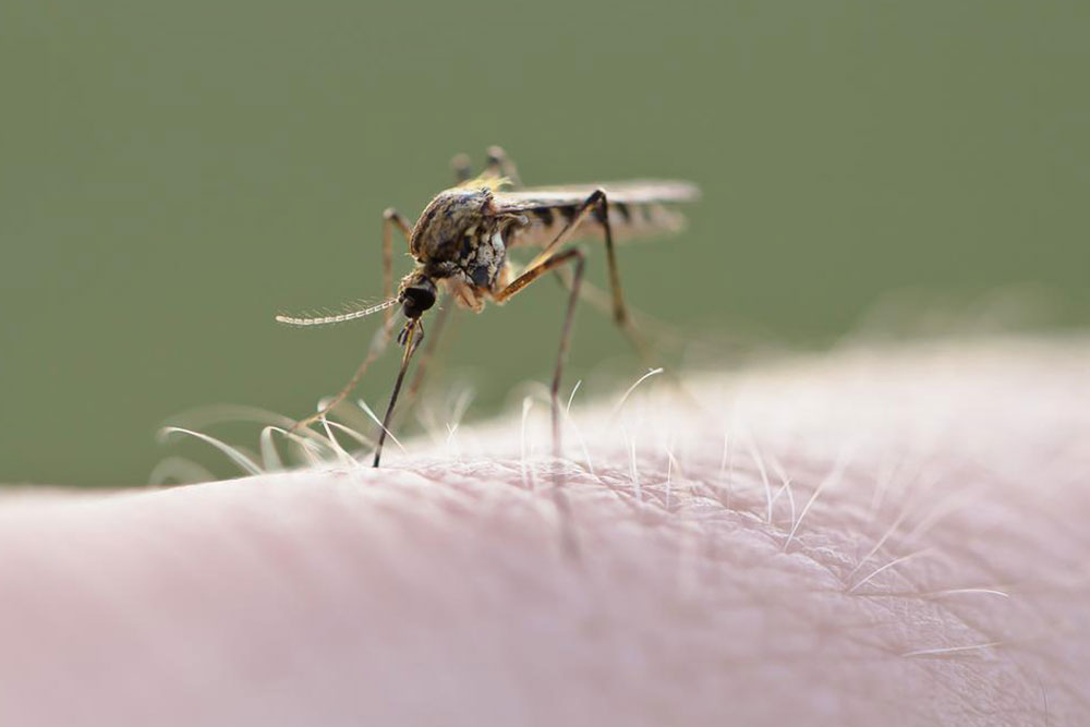 How to Recognize Different Insect Bites and Stings
