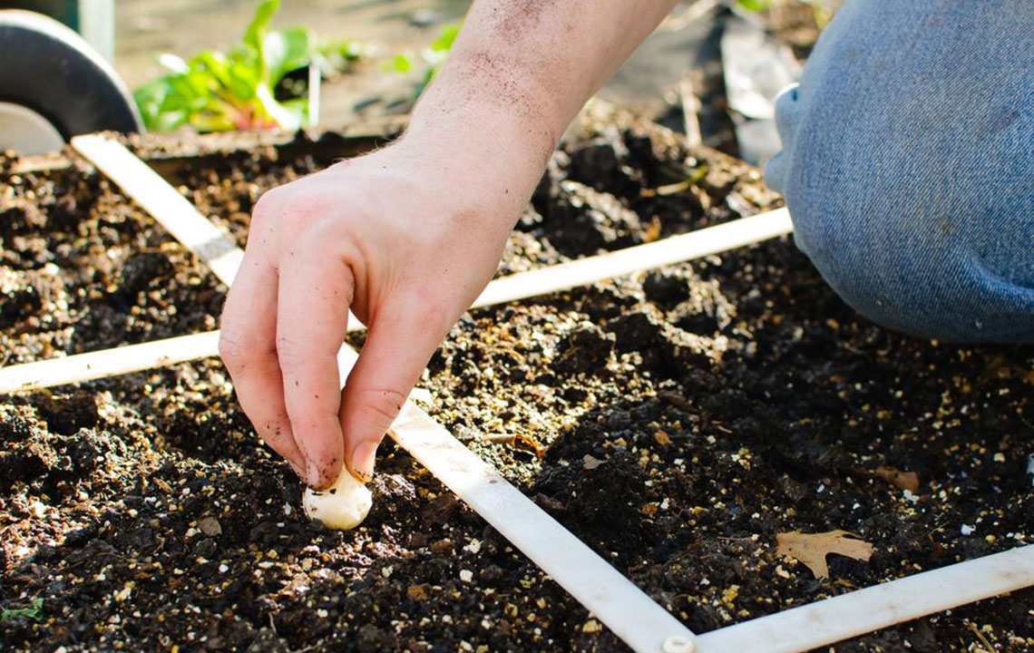 Essential Gardening Tools for Effortless and Productive Gardening