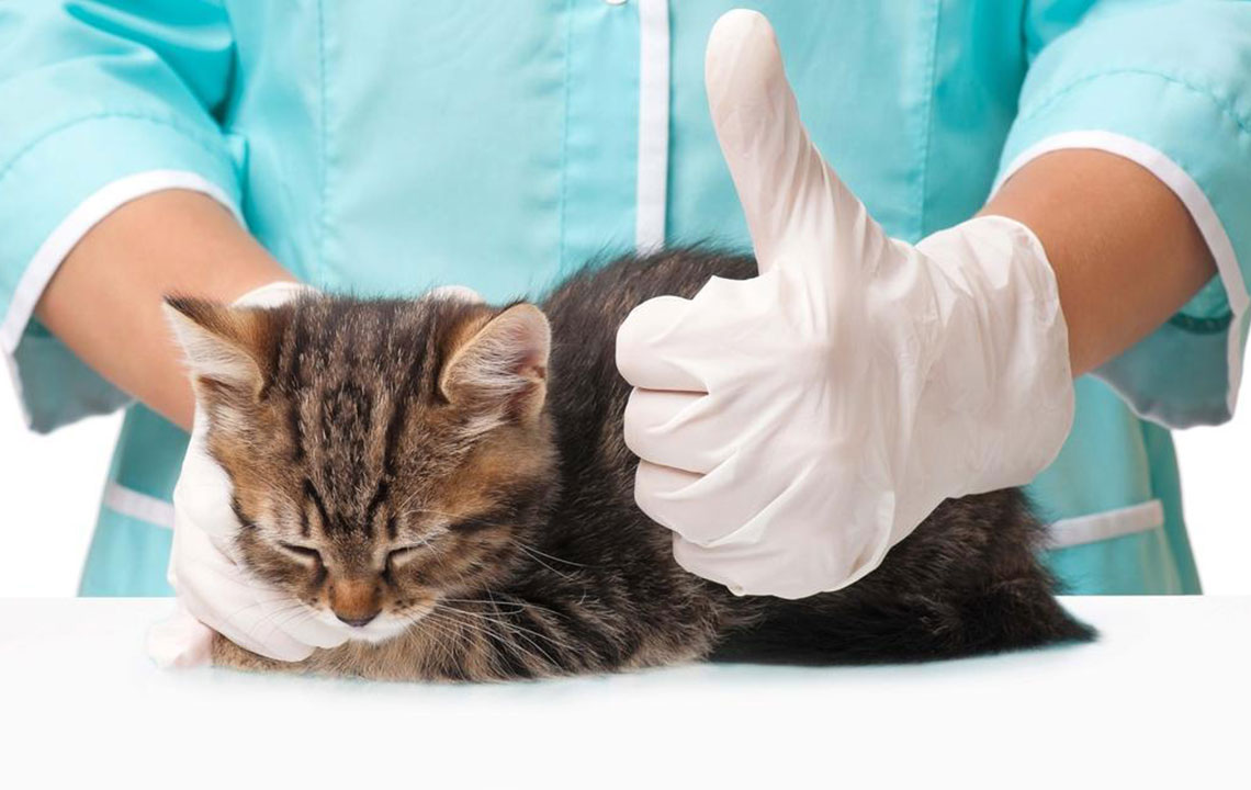 Top Reasons to Secure Pet Insurance Today