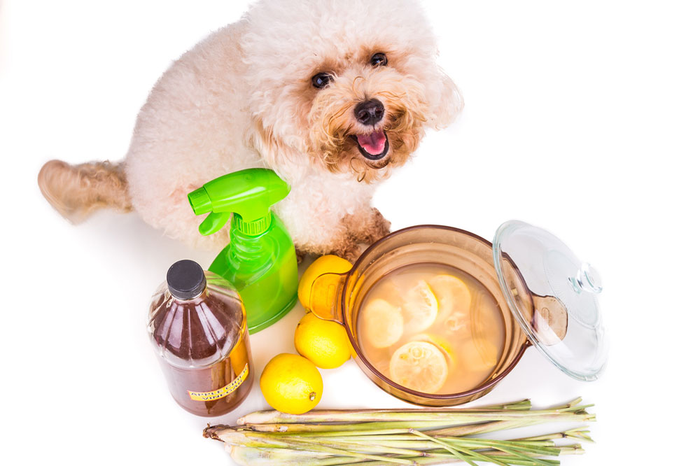 Effective Homemade Sprays Using Vinegar and Baking Soda to Control Fleas on Pets