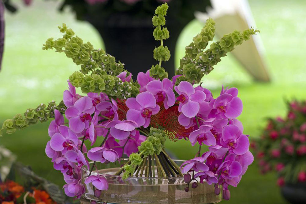Essential Tips for Healthy Orchid Growth