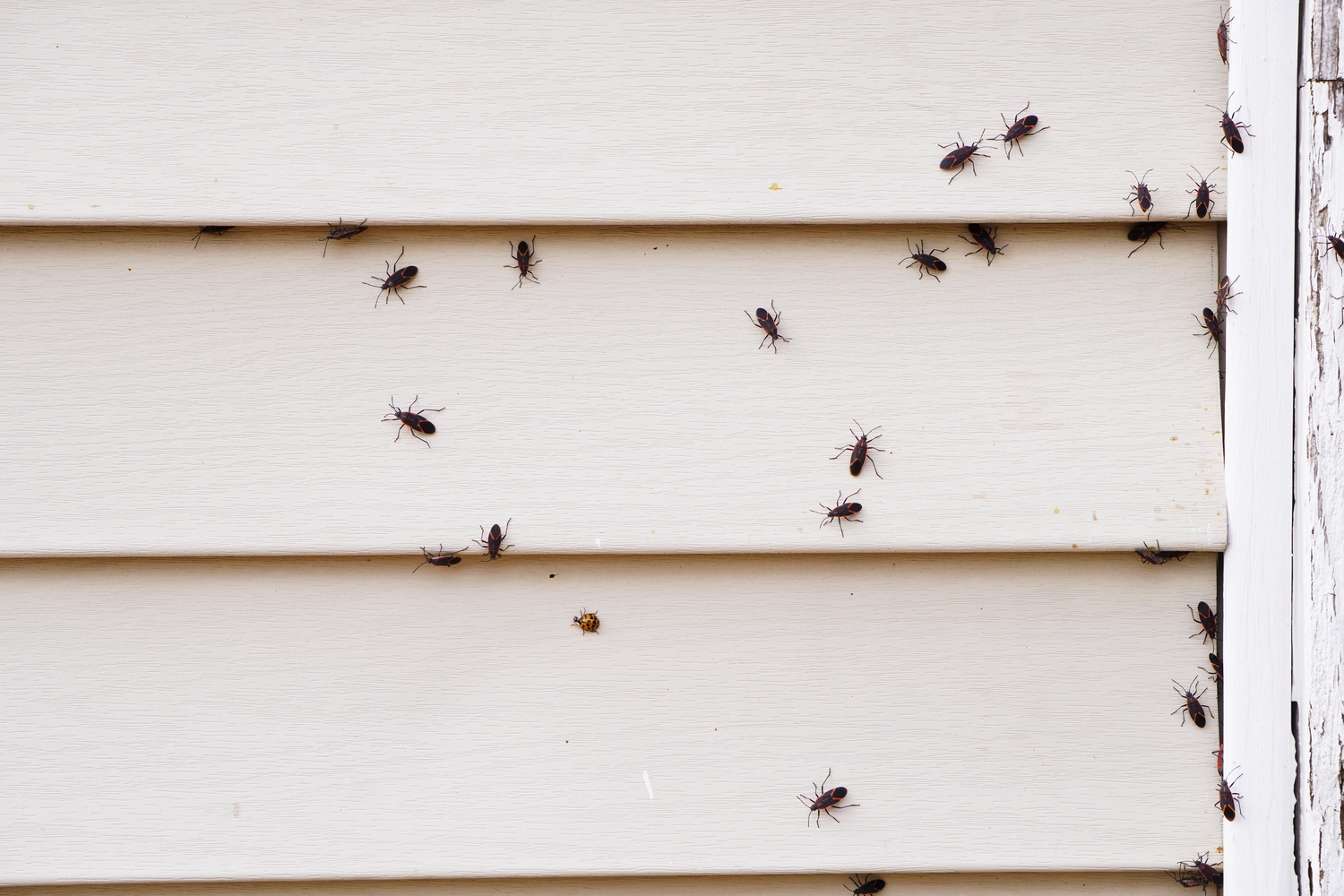 Effective Strategies for Eliminating Boxelder Bugs