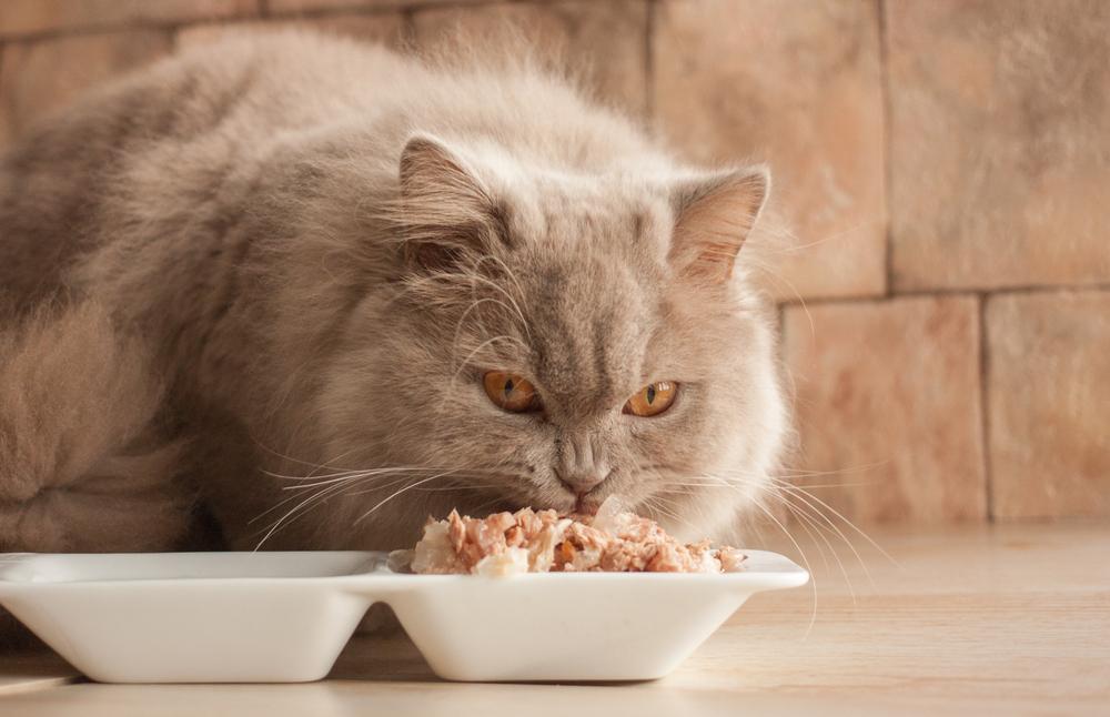 Top Nutritious Foods for Cats: A Guide for Pet Owners