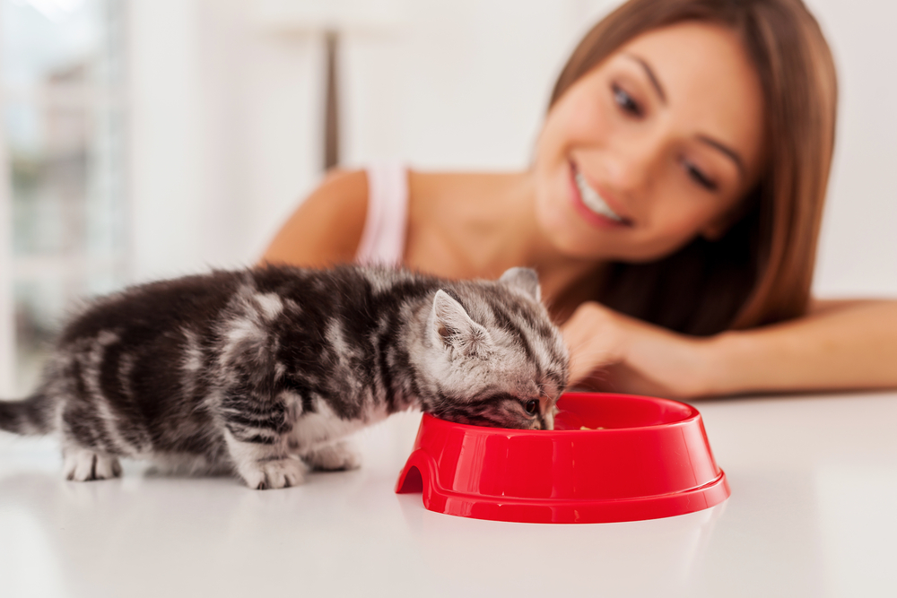 Guide to Selecting Premium Ingredients for Dry Cat Food