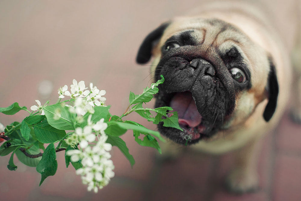Top 6 Toxic Plants for Dogs and Safety Tips